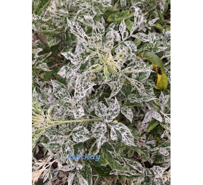 Бузина чорна бордюрна Пульверулента (SАMBUCUS NIGRA PULVERULENTA )
